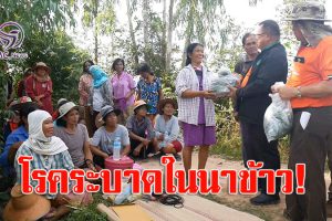 เกษตรจังหวัดศรีสะเกษ เตือนโรคไหม้คอรวงระบาดหนักในนาข้าว!(คลิป)